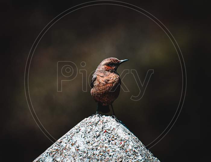 Bird sitting on a stone