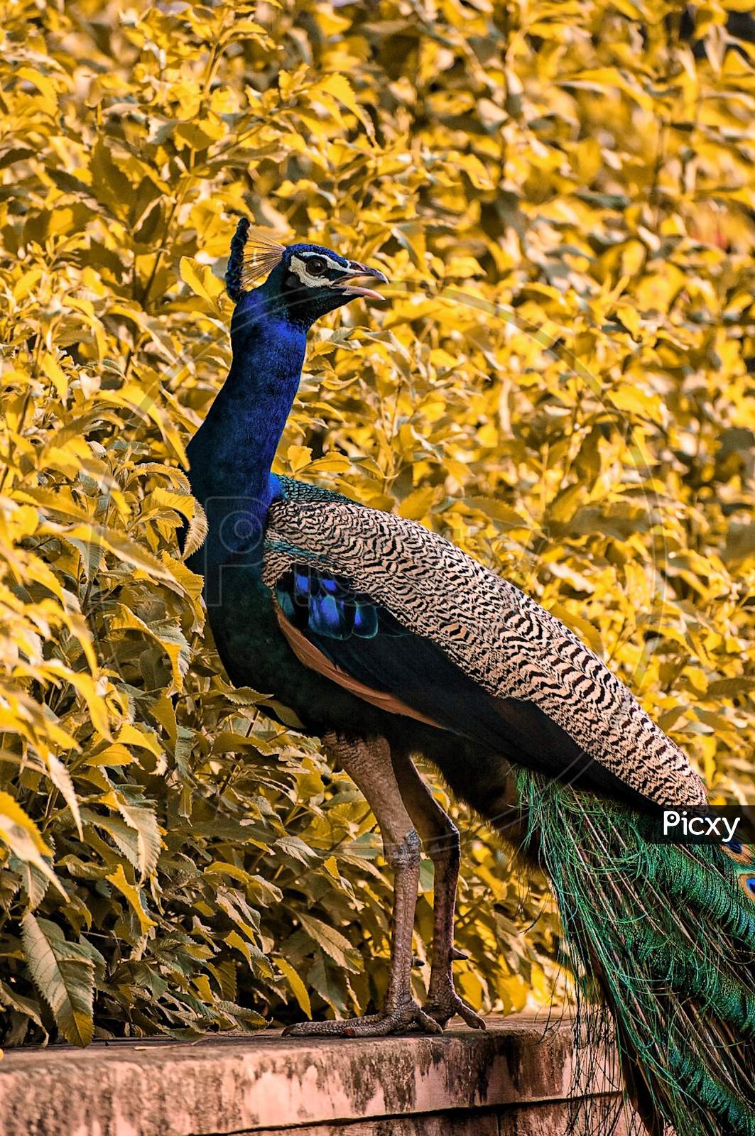 Full body Peacock