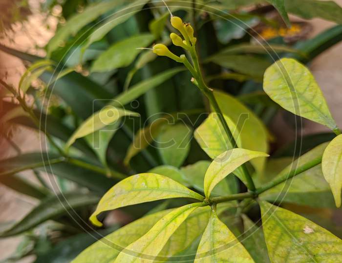 A jasmine plant hd image