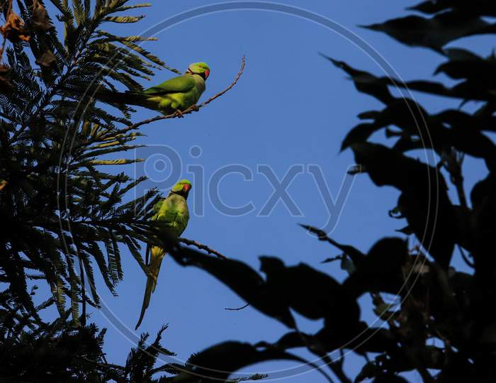 Parrots sit on a Gooseberries tree  at Srinagar Garhwal, in the northern Indian state of Uttarakhand, Nov. 8, 2020