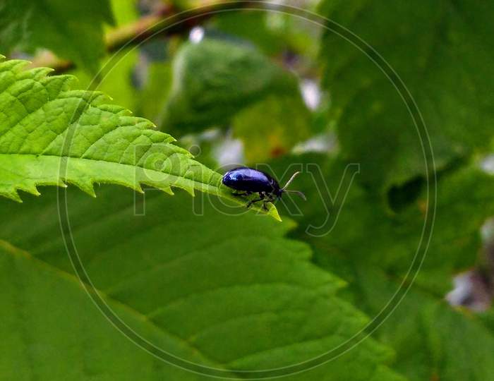 Bug on Leaf End