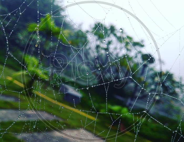 Dew drops on web