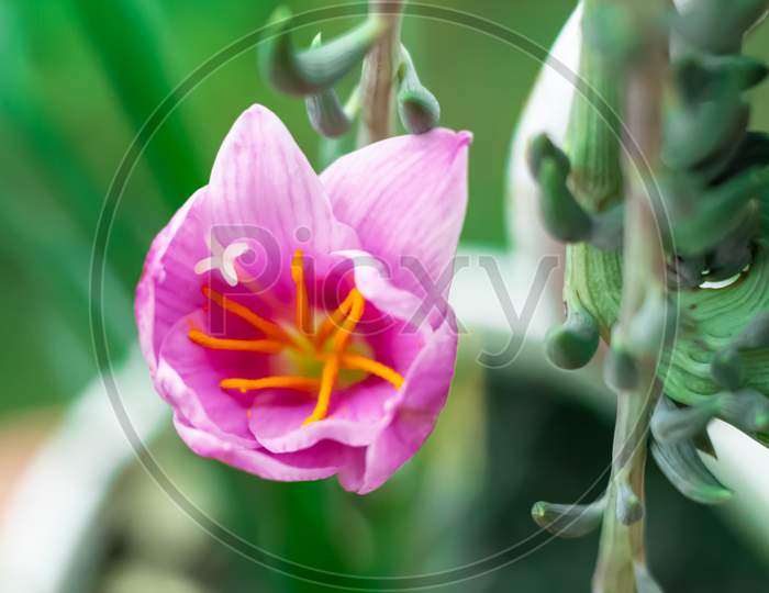 Pink Flower With Green Background