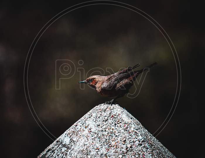 Bird sitting on a stone