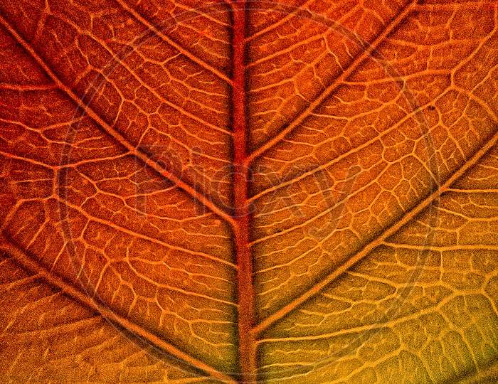 Coloured leaf textured leaf