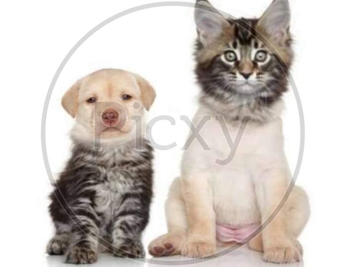 Cat and dog face swap, weird animals