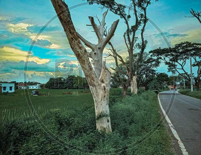 Dead tree in road side.