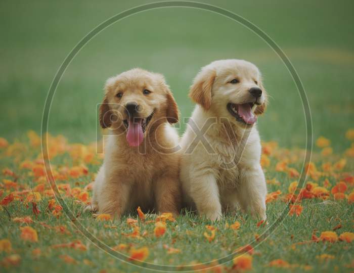 Cute pair of dogs.