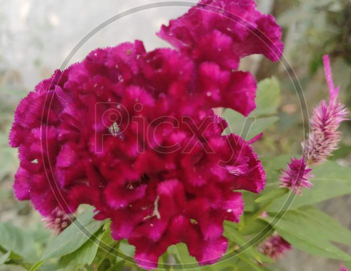 The cockscomb flower is an annual addition to the flower bed, commonly named for the red variety similarly colored to the cock’s comb on a rooster’s head. Cockscomb, Celosia cristata, traditionally grown in the red variety, also blooms in yellow, pink, orange and white .