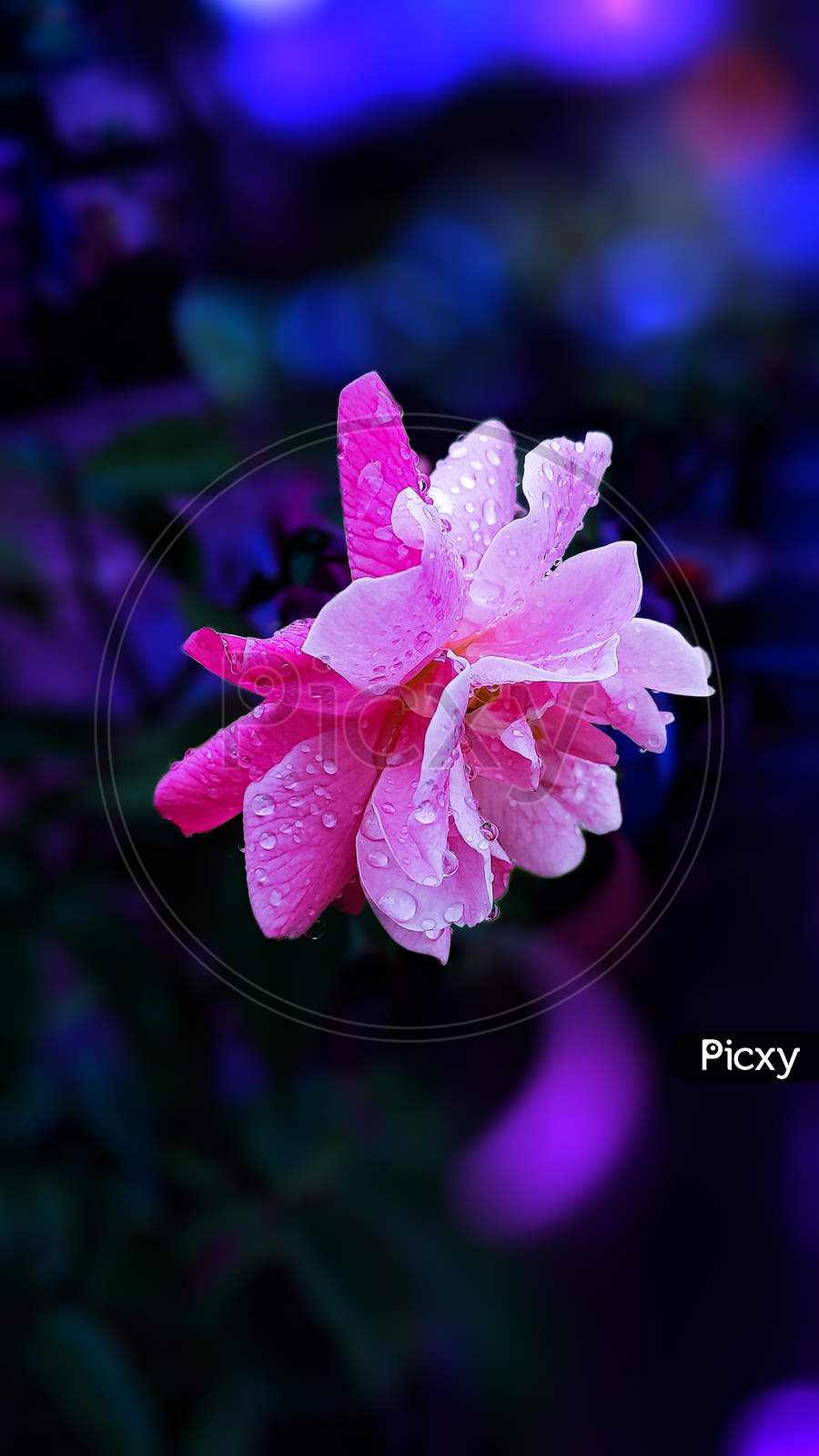 Image of Pink Rose wallpaper-LV864678-Picxy