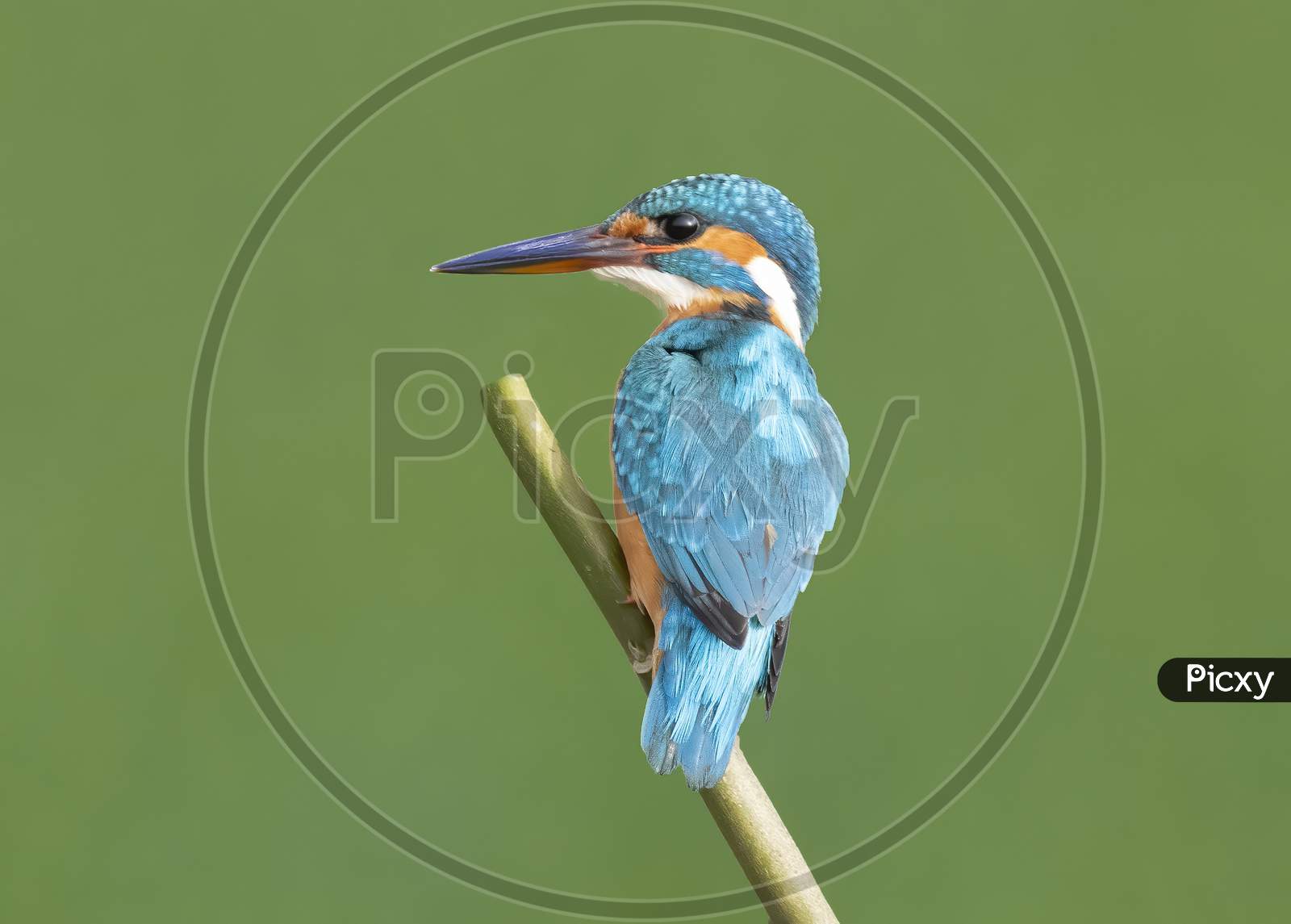 common kingfisher in green background