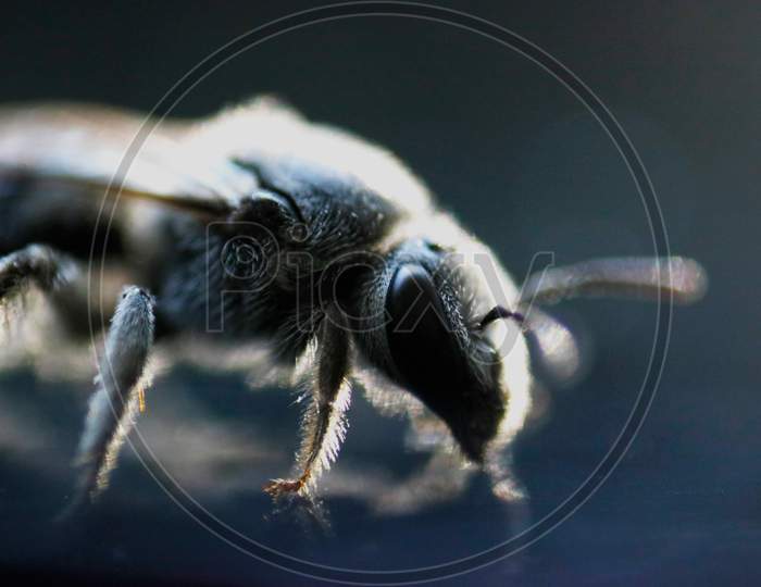 Bee, close up