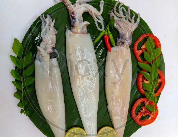 Close Up View Of Fresh Whole Cleande Loligo Squid (Loligo Duvauceli) Decorated With Curry Leaves , Tomato,Lemon Slice And Herbs On A White Background,Selective Focus. Background.Selective Focus.