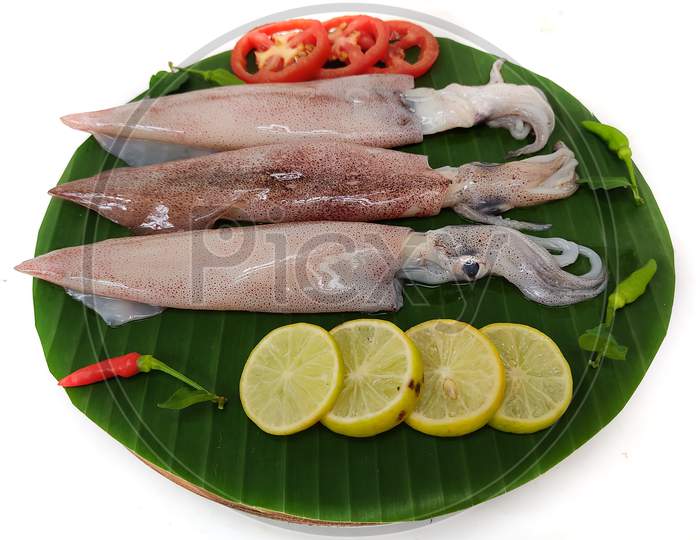 Close Up View Of Fresh Raw Loligo Squid (Loligo Duvauceli) Decorated With Curry Leaves , Tomato,Lemon Slice And Herbs On A White Background,Selective Focus. Background.Selective Focus.