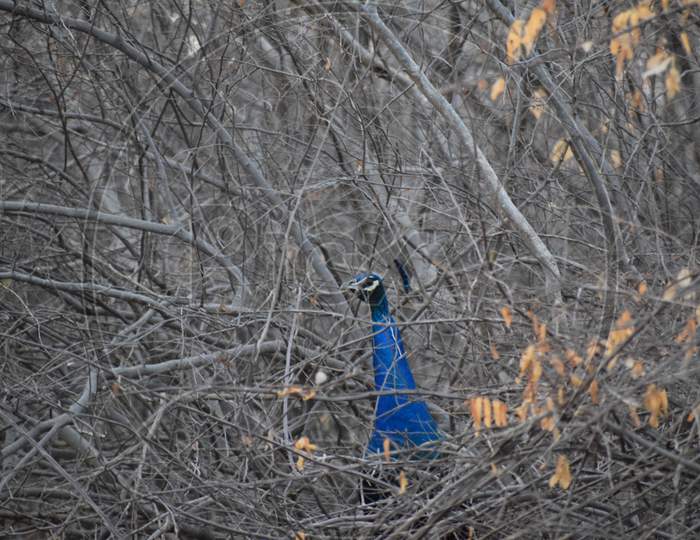 peacock in woods