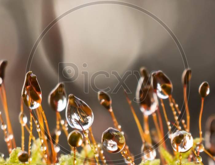 water drop with sunlight close up macro photography