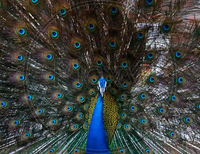 Indian Peacock close up