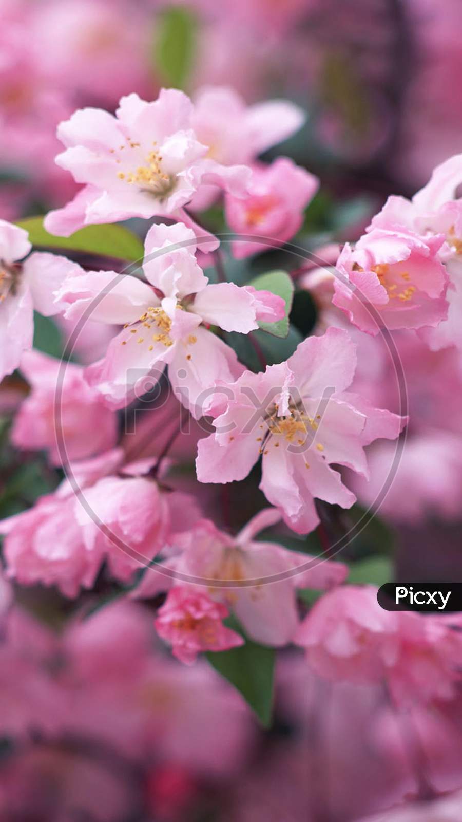 blossom cherry close up macro photography