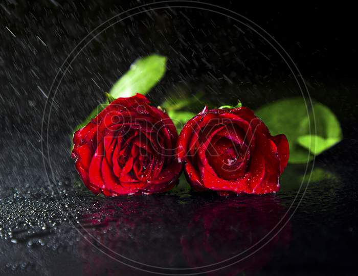 red rose flower with green leaf