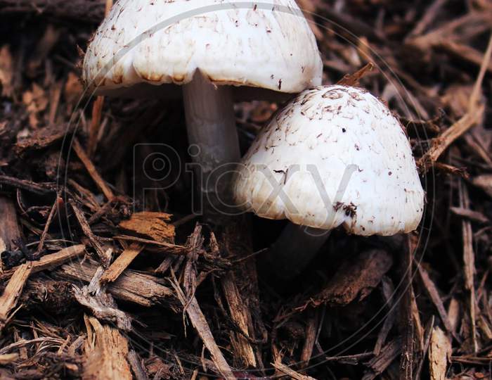 mushroom close up macro photography