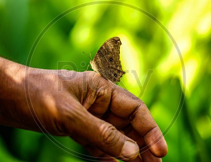 Butterfly on Hands