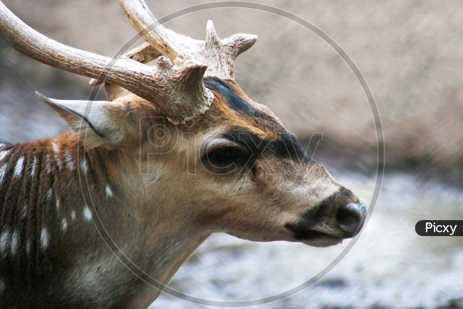 Close up of a deer