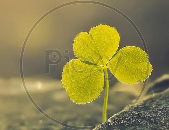 FLOWER leaf MACRO Photography