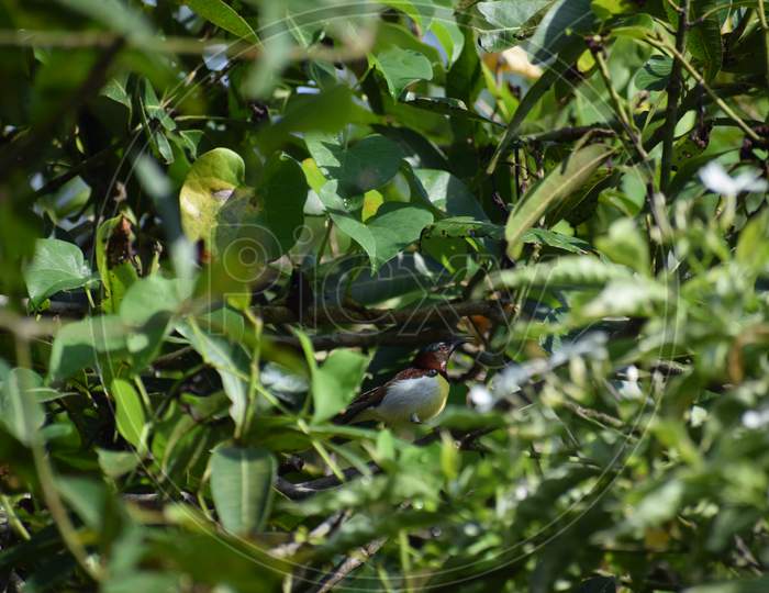 bird hiding in a bush