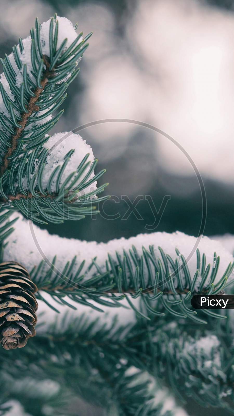 green pine snow close up macro photography