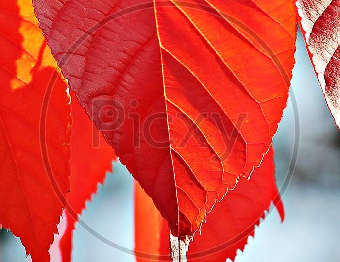 Autumn Leaf close up macro photography