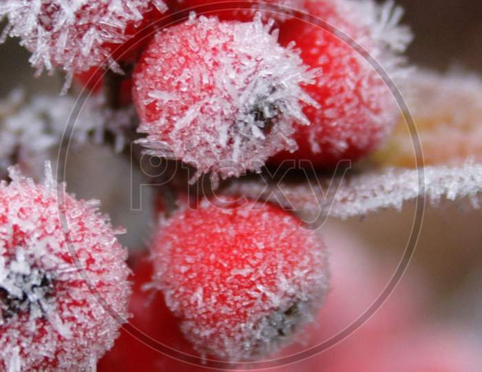 red fruit freezing Macro Photography