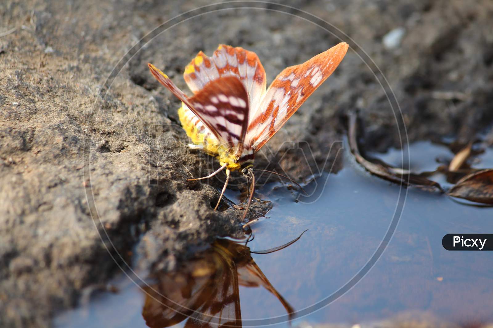 False tiger moth drinking water