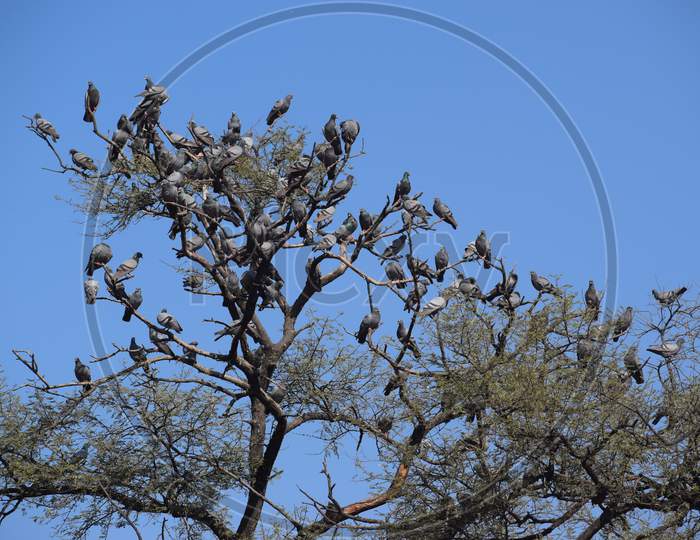 pigeon on tree