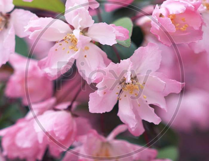 blossom cherry close up macro photography