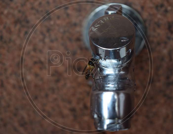thirsty bee