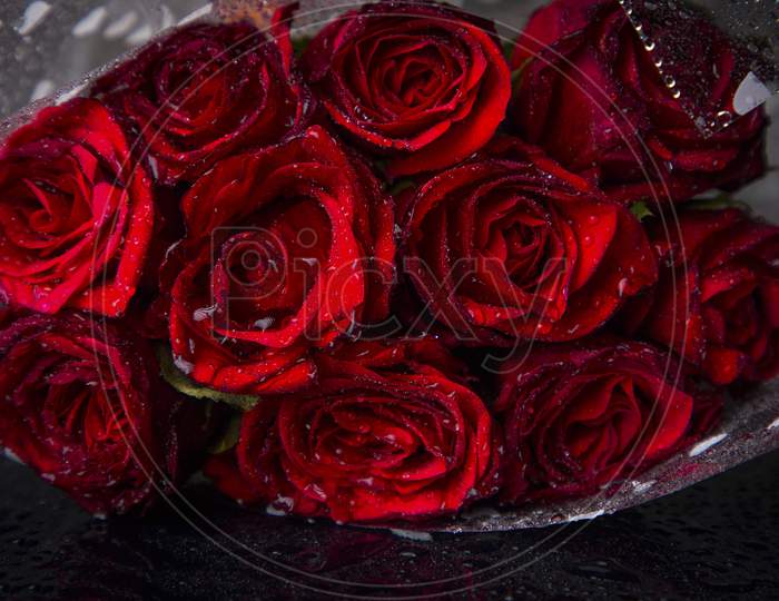 the dark red rose
