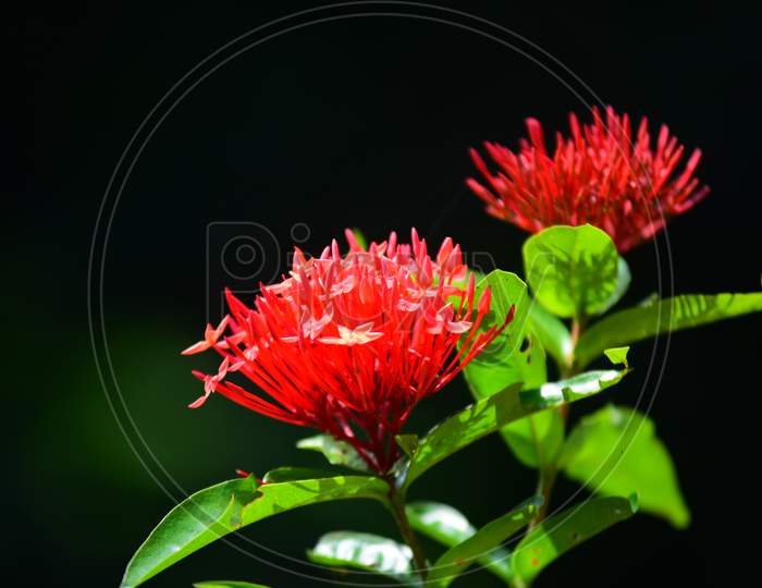 Flower Kerala