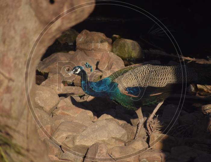 peacock in woods