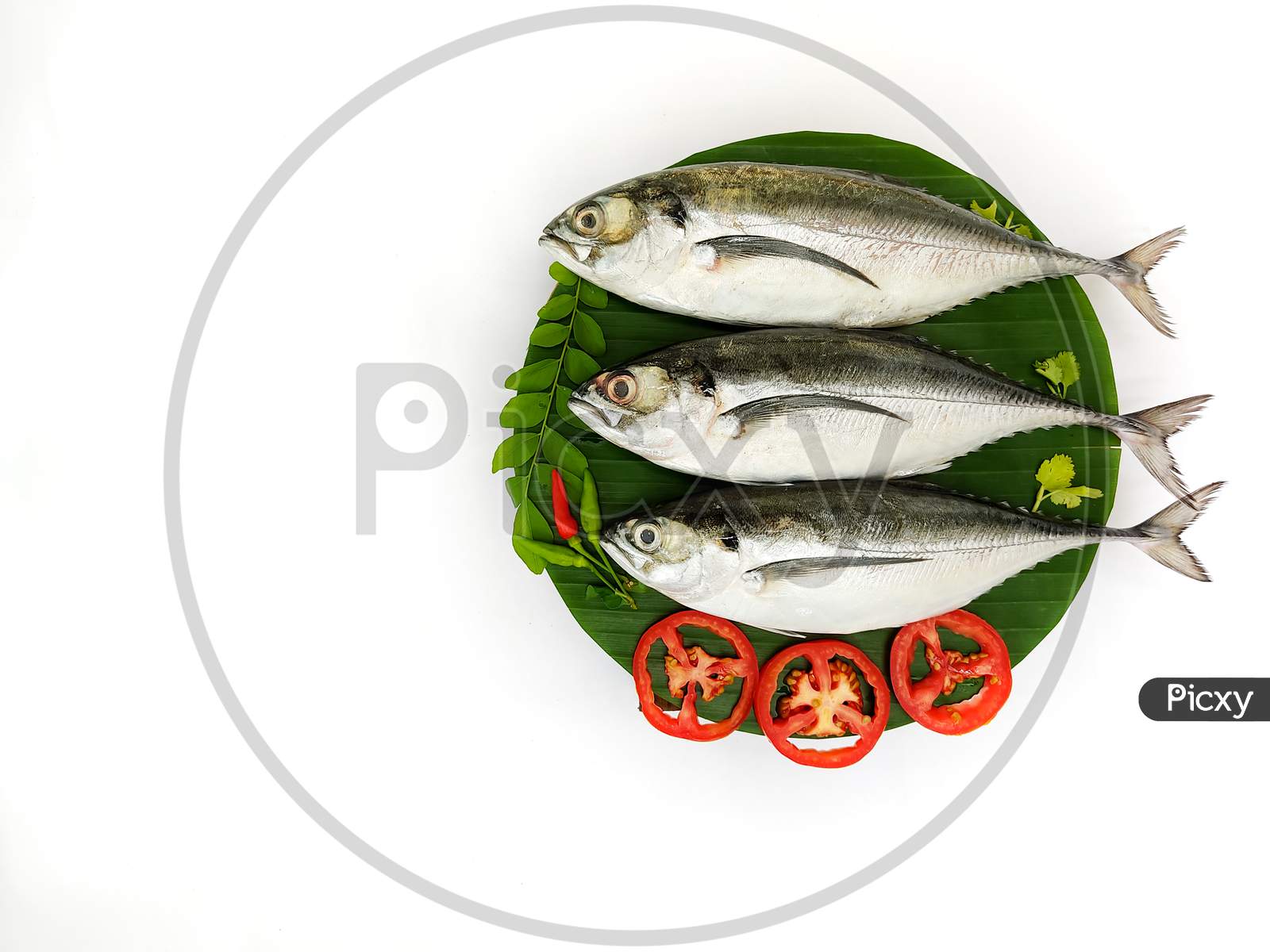 Close Up View Of Fresh Finletted Mackerel Fish/ Torpedo Scad Fish Decorated With Curry Leaves , Tomato,Lemon Slice And Herbs On A White Background.Selective Focus.Space For Text.
