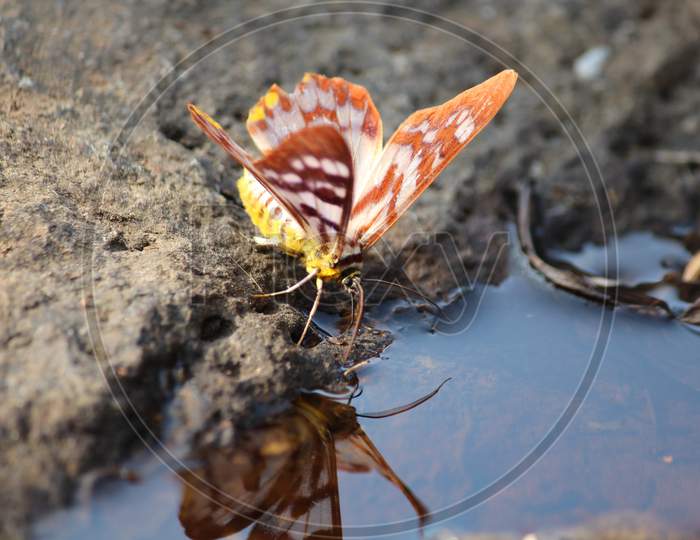 False tiger moth drinking water