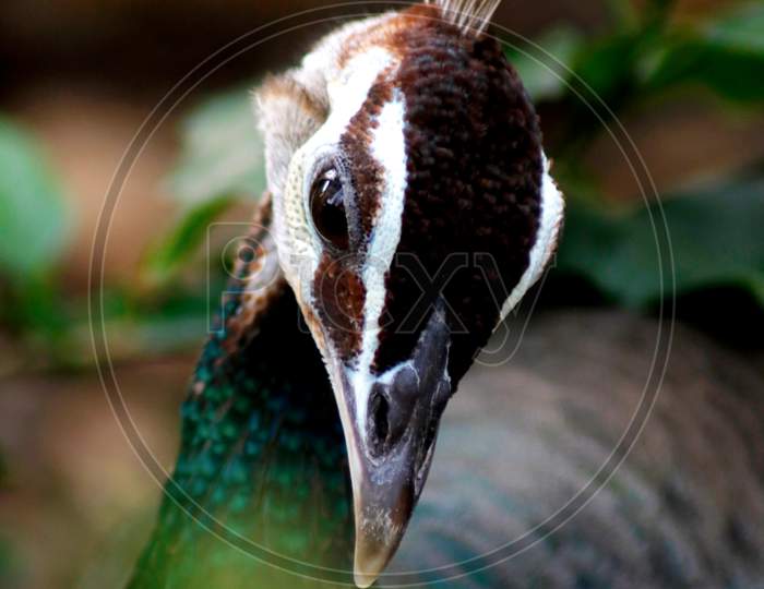 Indian Peacock, close up