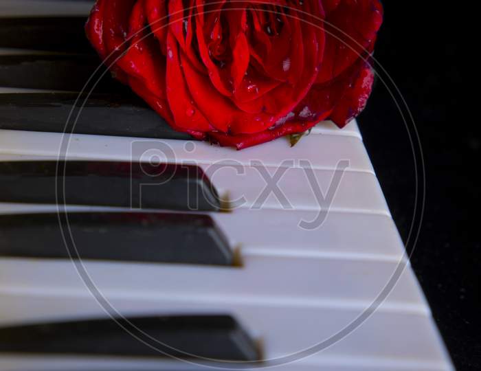 red rose on the piano keys
