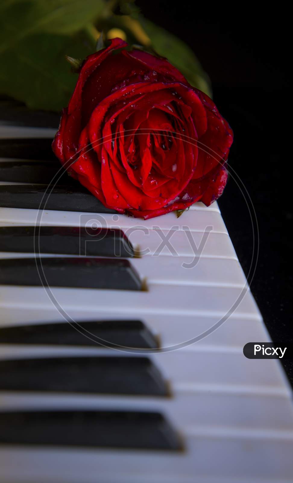 red rose on the piano keys