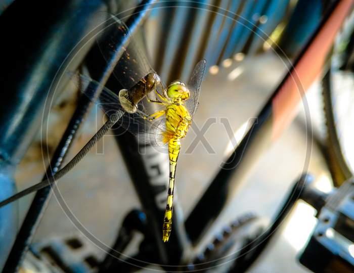 Dragonfly on Cycle