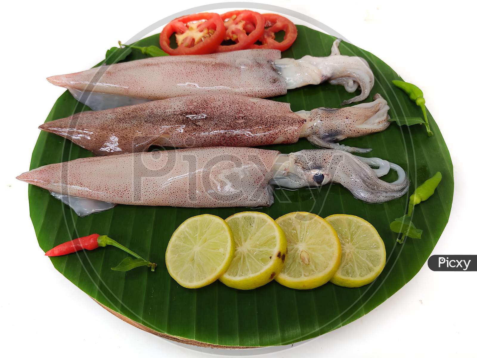 Close Up View Of Fresh Raw Loligo Squid (Loligo Duvauceli) Decorated With Curry Leaves , Tomato,Lemon Slice And Herbs On A White Background,Selective Focus. Background.Selective Focus.