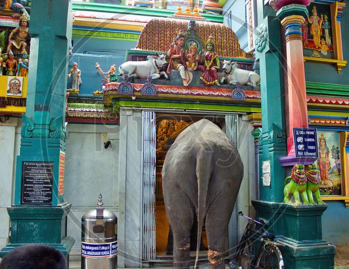Pondicherry, South India - October 30, 2018: An Elephant Entering An Arulmigu Manakula Vinayagar Hindu Temple In The Union Territory Of Puducherry Dedicated To God Ganesha
