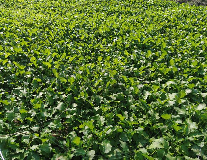 Berseem is a fast growing, high quality forage that is mainly cut and fed as green chopped forage.