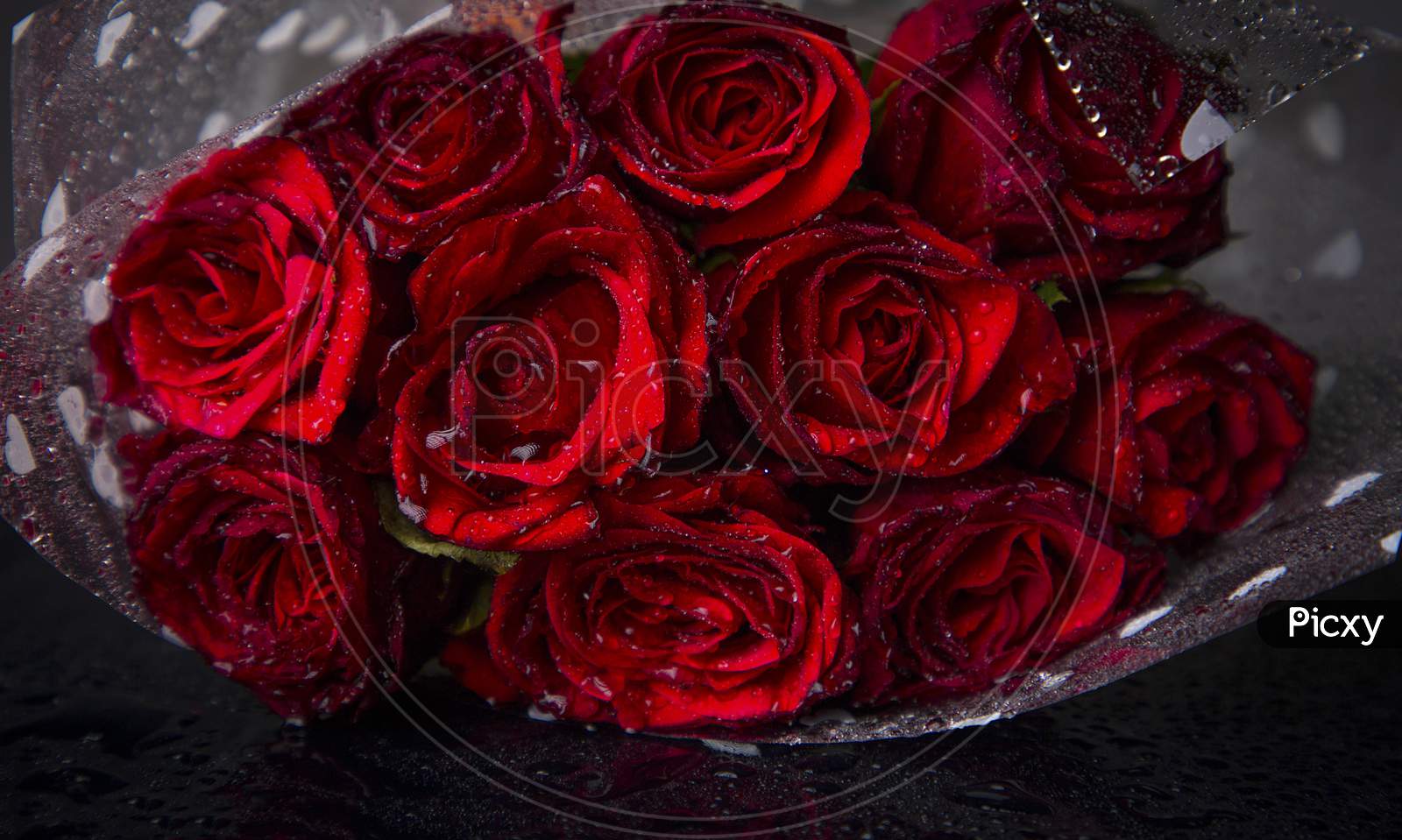 the dark red rose