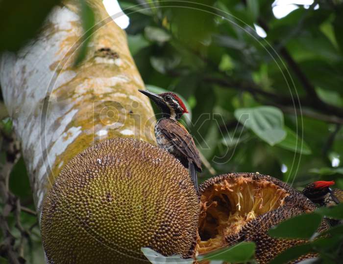 woodpecker eating jackfruit