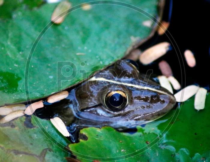 Frog sitting in pond